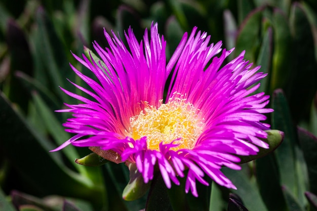 Detail der Krallenblume der großen Katze