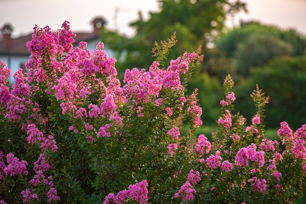 Detail der Lagerstroemia-Pflanze in Blüte bei Sonnenuntergang