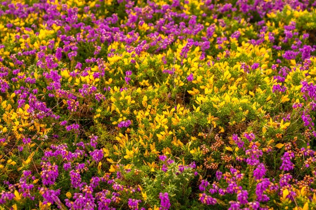 Detail der lila und gelben Blüten im Sommer in Phare Du Cap Frehel, es ist ein maritimer Leuchtturm in Cotes-dÃƒÂ'Ã'Â´Armor (Frankreich). An der Spitze des Cap Frehel