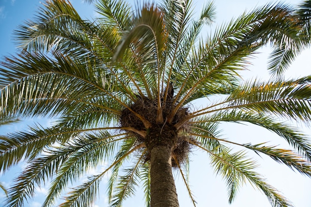 Detail der Palme im Barcelona