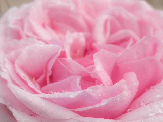 Detail der rosafarbenen rosafarbenen Blume der Rose