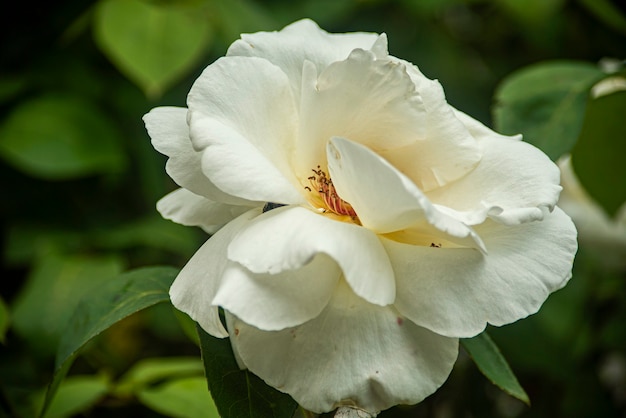 Detail der Rosenblüte in der Natur im Frühling