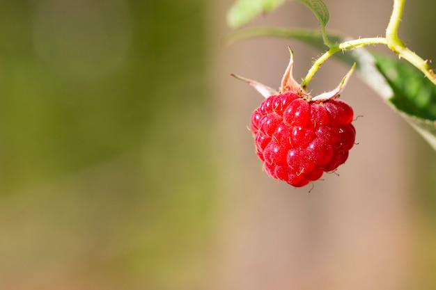 Detail der roten Früchte auf Waldhimbeere, reife Waldbeeren auf einem Zweig