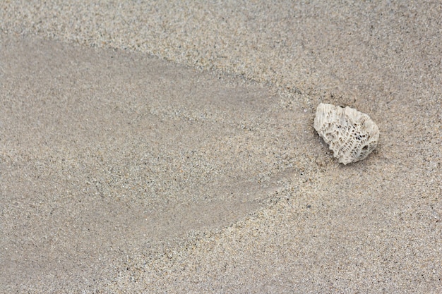 Foto detail der sandkoralle und shell nach wasser nach unten.