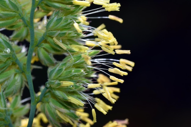 Foto detail der staubblätter mit pollen eines für allergien verantwortlichen grases