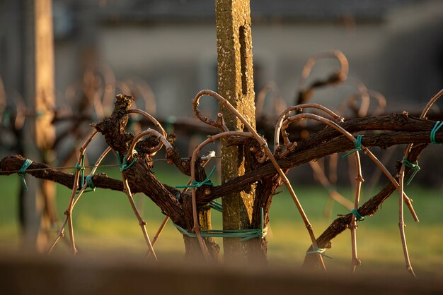 Detail der Weinberge, die für die neue Produktion bestimmt sind