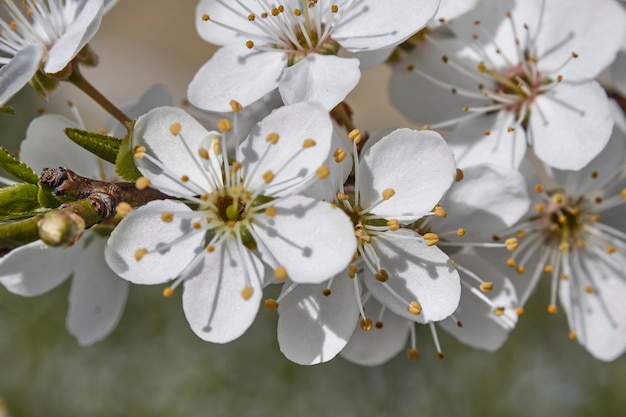 Detail der weißen Pfirsichblüten, die im Frühling blühen