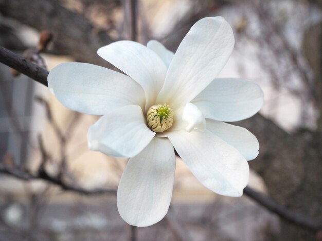 Foto detail der weißen sternmagnolienblüte magnolia stellata blüht im zeitigen frühjahr