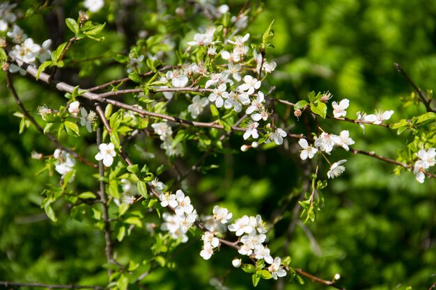 Detail des blühenden Kirschbaums