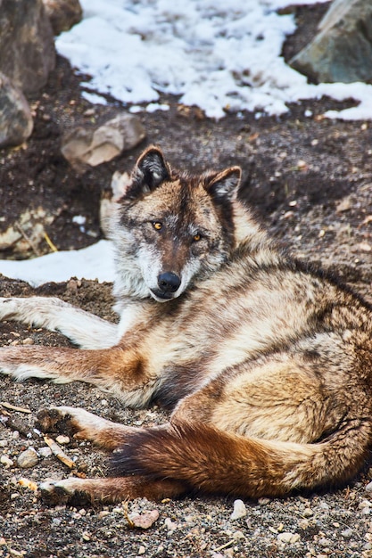 Detail des einsamen Wolfs, der auf dem Boden ruht