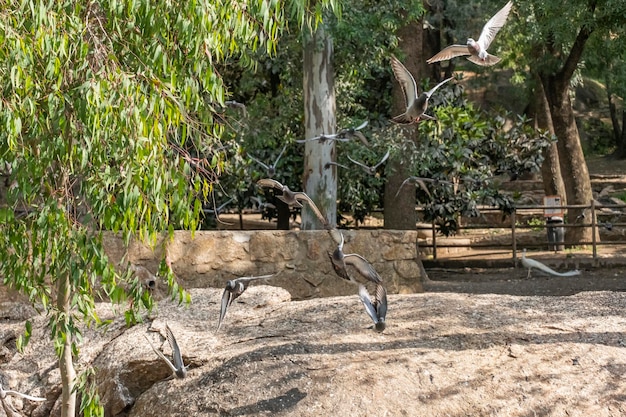 Foto detail des fluges einer taube mit ausgebreiteten flügeln in einem öffentlichen park