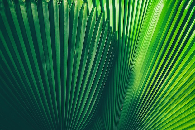 Detail des großen abstrakten grünen Hintergrundes des Palmblattes