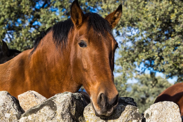 Detail des Kopfes eines hellbraunen Pferdes, das sich aus einem Zaun auf einer Wiese lehnt. Konzept für Haustiere und Haustiere im Pferdesport