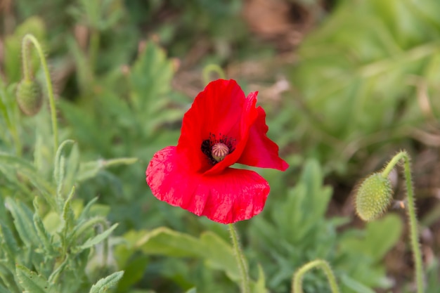 Detail des roten Mohnblumen-Florets im Frühjahr