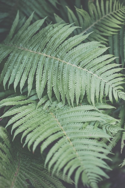 Detail des schönen grünen Farns in der Natur