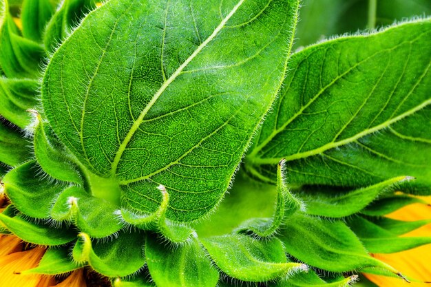 Detail des Sonnenblumenblattes, grüner Naturhintergrund