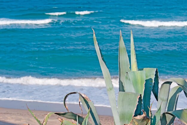 Detail einer Agave am Meer