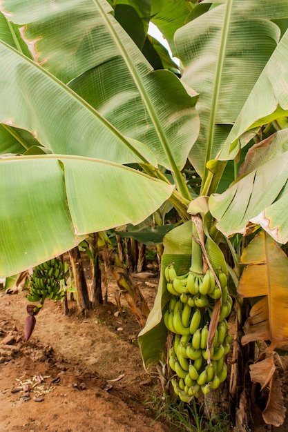 Detail einer Bananenplantage in der Nähe von Salalah, Oman