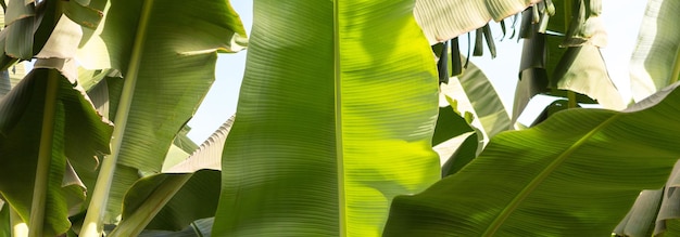 Detail einer Bananenplantage in Luxor Ägypten