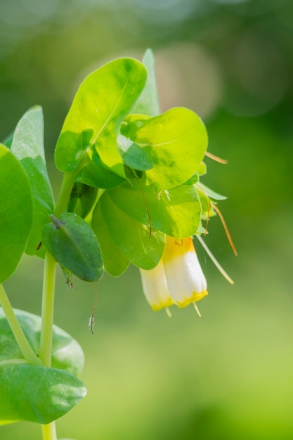 Detail einer Gruppe schöner Blumen der Palomera- oder Cerinthe-Gymnandra-Pflanze