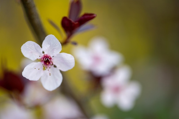 Detail einer Pflaumenblüte