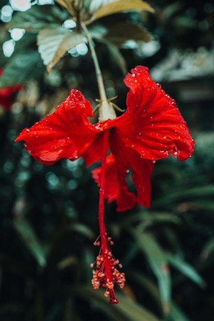 Detail einer roten exotischen tropischen Blume, die in der Natur wächst Wilder natürlicher Hintergrund