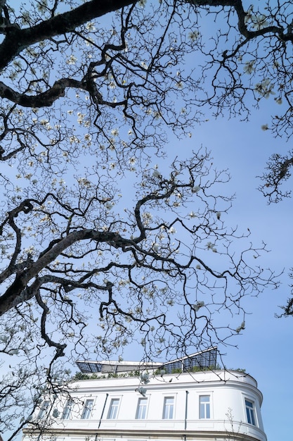 Foto detail eines baumes und seiner zweige gegen den klaren himmel in porto