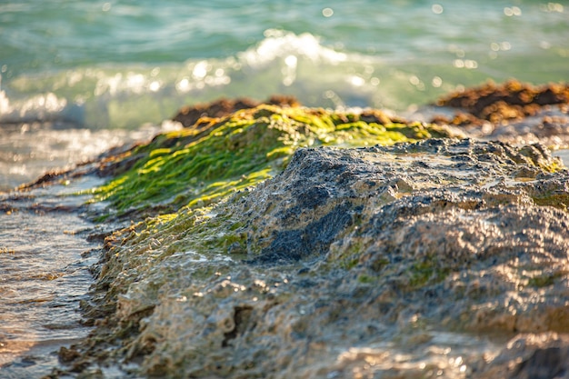 Detail eines Felsens am Meer in Dominicus, Bayahibe