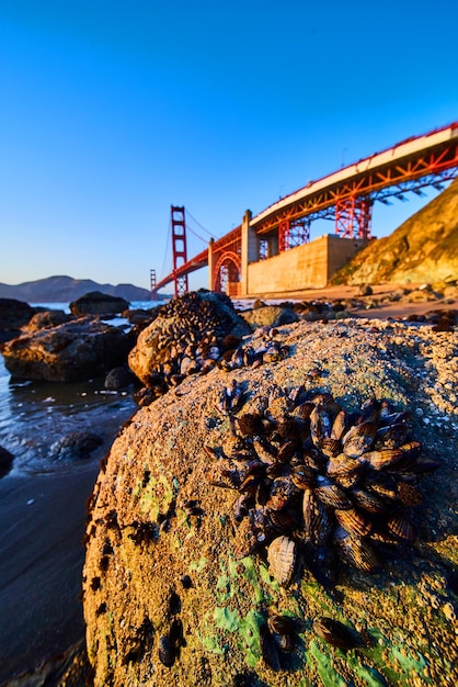 Detail eines Felsens mit Muschelhaufen an der Golden Gate Bridge