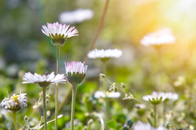 Detail eines Gänseblümchens, das im Frühling auf der Wiese blüht