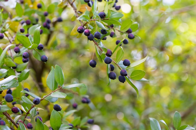 Detail eines Myrtenbuschs mit Beeren im selektiven Fokus des Herbstes