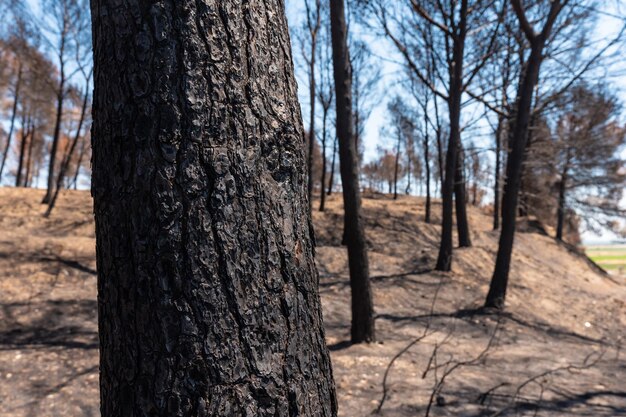 Detail eines verbrannten Baumes im Wald, der in einem Waldbrand-Klimawandel-Dürre-Sommer verbrannt ist