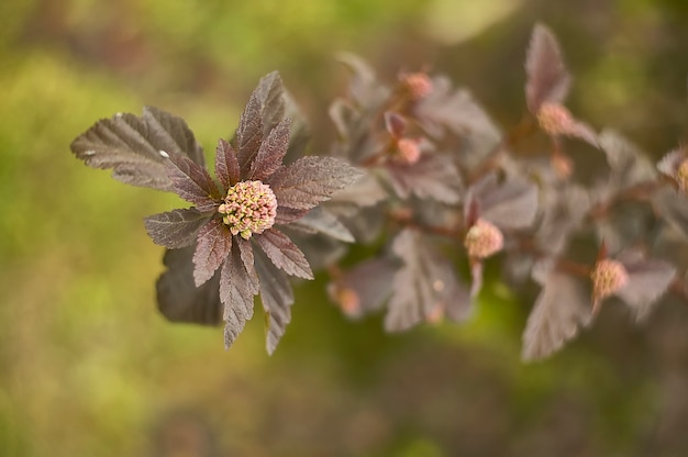 Detail einiger dunkler oder roter Blätter und einer Blüte derselben Pflanze.