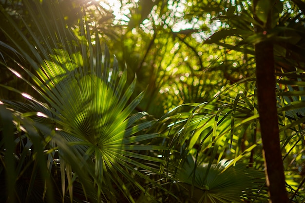 Detail einiger Palmblätter, die während des Sonnenuntergangs in Mexiko an der Maya-Riviera aufgenommen wurden und Reflexionen und sehr warme Töne geben