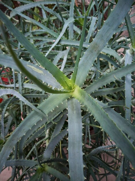 Detail einiger Teile der exotischen Pflanze der Aloe-Pflanze, die für die Pflege und das Wohlbefinden des Menschen verwendet wird