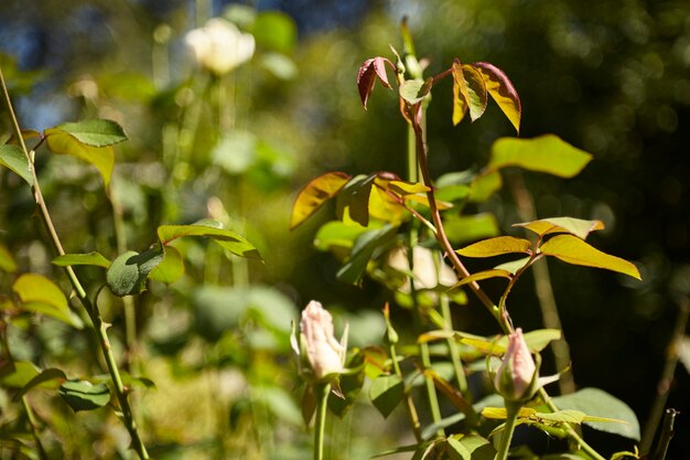 Detail einiger Zweige der Rosenpflanze unter dem Sonnenlicht.