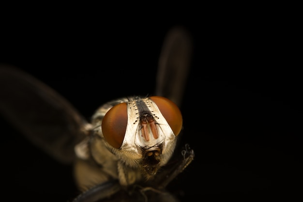 Detail Insekt Auge gelben Blatt Fokus