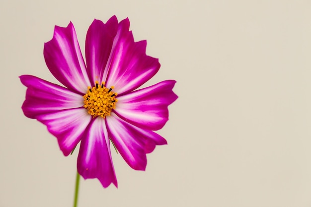 Detail mit flachem Fokus der weißen Blume mit gelben Staubgefäßen Pink Aster Flower