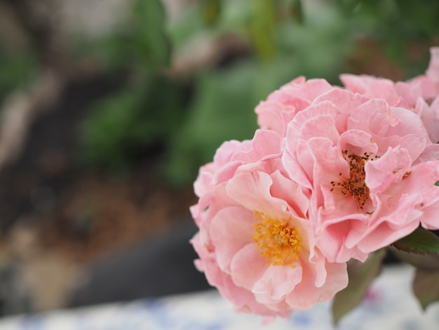 Foto detail rosafarbenen bonbons des rosafarbenen blumenblattes für hintergrundbild.