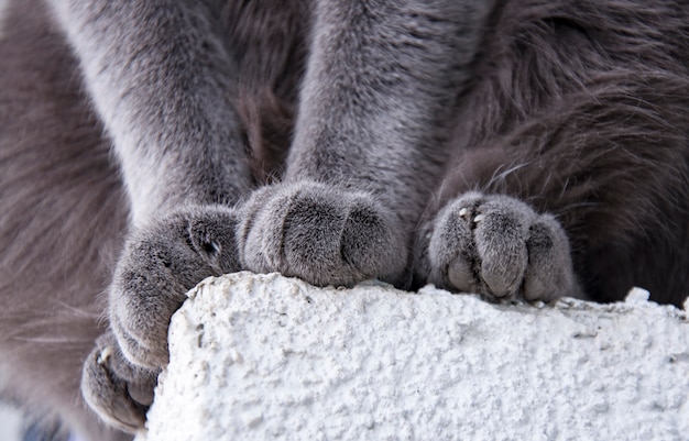 Detail-Schuss von weicher Cat Paws While Sitting