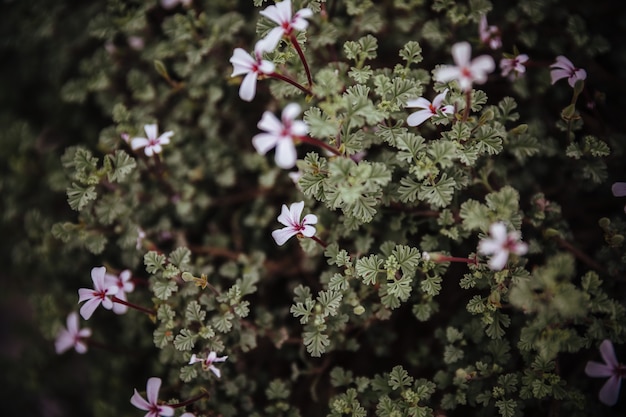 Detail von Blumen und Pflanzen