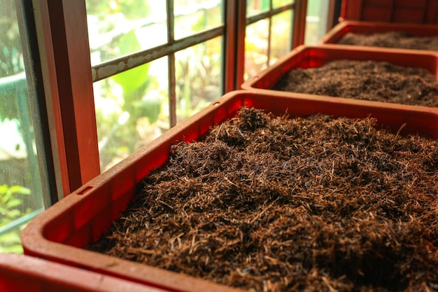 Detail von Bulk-Ceylon-Tee (Orangen-Pekoe-Blätter werden getrocknet) in Plastikboxen, mit grüner Landschaft hinter Fenstern. Teefabrik Kadugannawa, Kandy, Sri Lanka