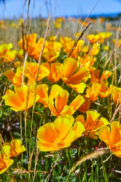 Detail von goldgelben Blumen auf einem großen Feld am Meer