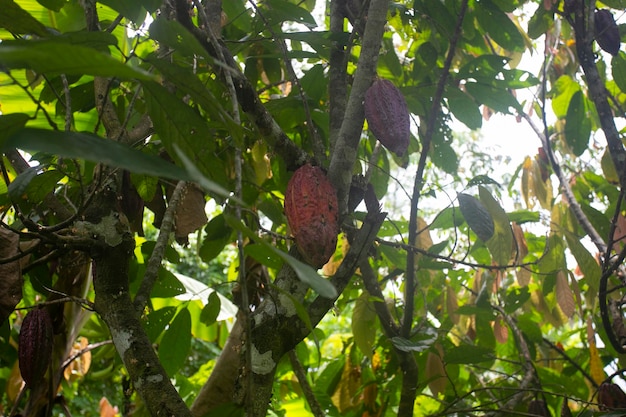 Detail von Kakaobohnen auf einer Bio-Kakao-Plantage im peruanischen Dschungel in der Region San Martín