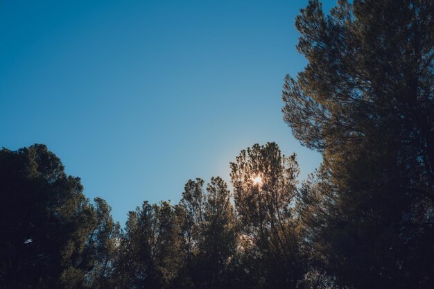 Detail von Kiefern mit blauem Himmel im Hintergrund