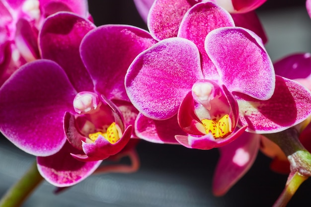 Detail von lebendigen rosa und gelben Orchideen