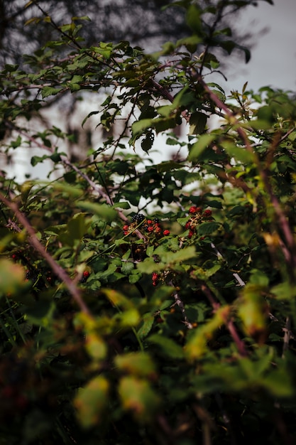 Detail von wilden Brombeeren