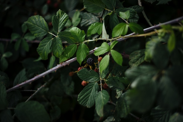 Detail von wilden Brombeeren