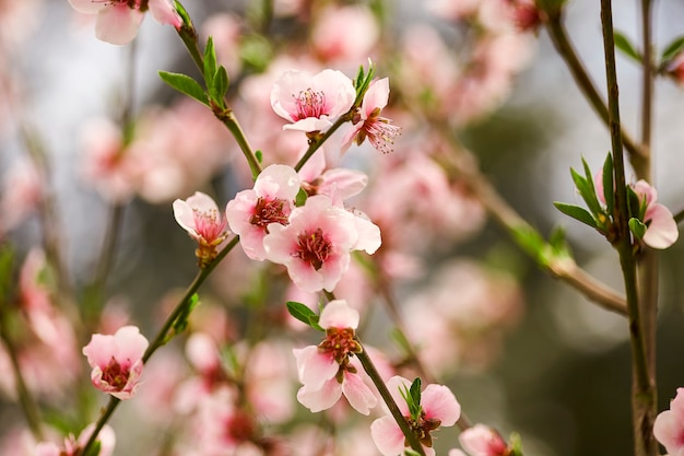 Detail von Zweigen voller Pfirsichblüten im Frühjahr