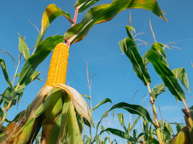 Detailansicht auf bereitem gelben Mais auf einem Feld.